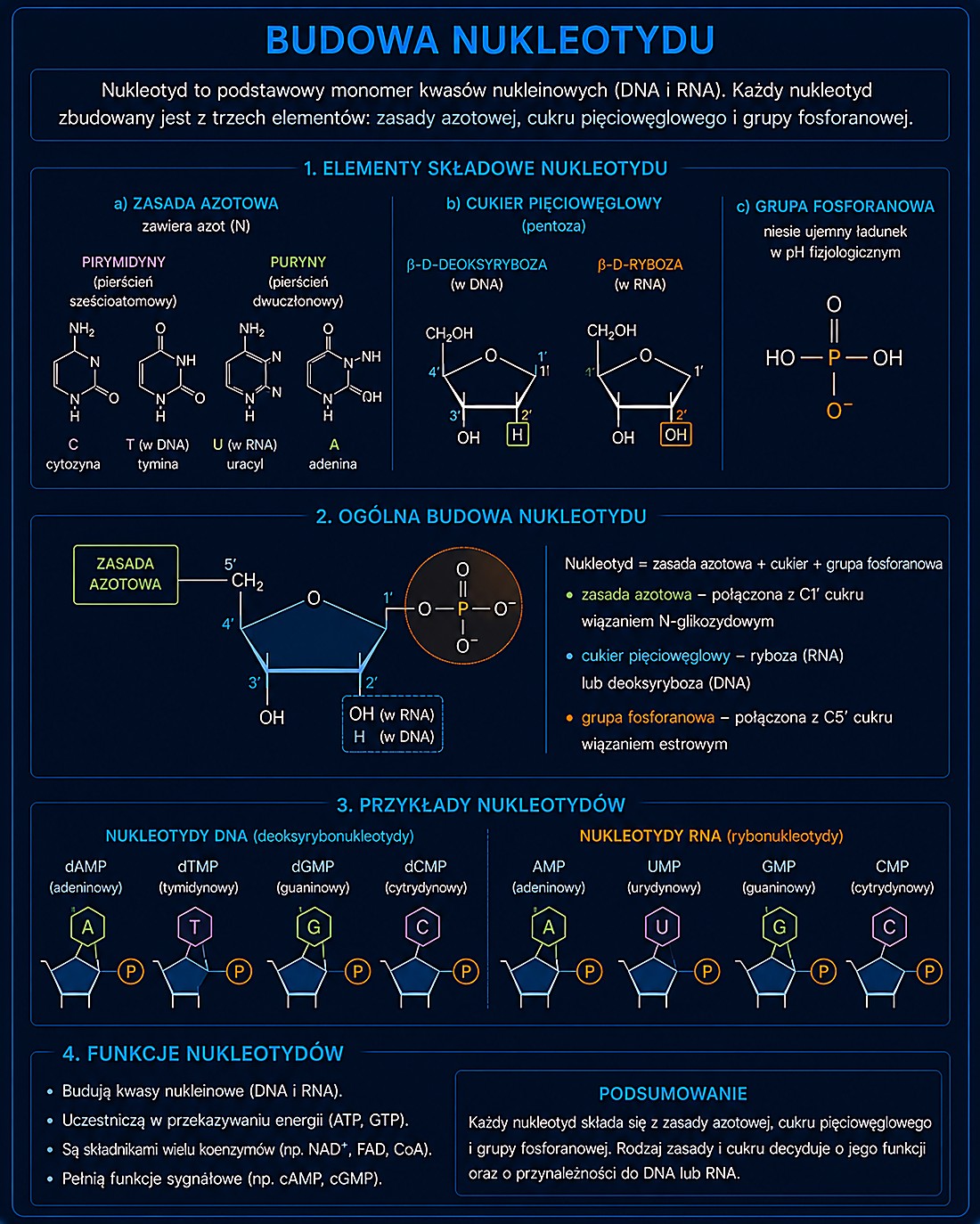 Budowa nukleotydu — zasady azotowe (pirymidyny i puryny), cukry pięciowęglowe (ryboza/deoksyryboza) oraz przykłady nukleotydów DNA i RNA
