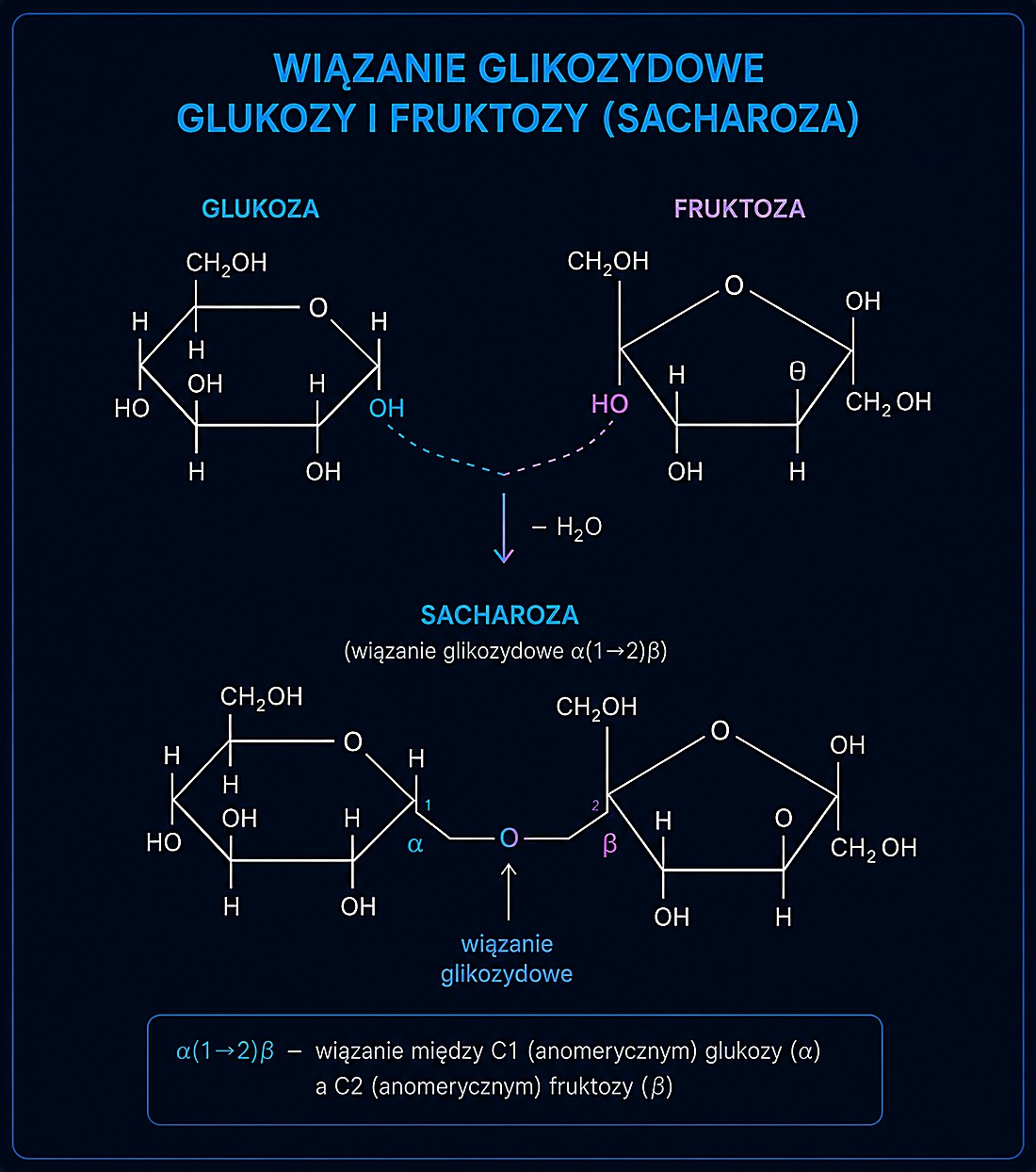 Wiązanie glikozydowe glukozy i fruktozy — tworzy się sacharoza, wiązanie α(1→2)β