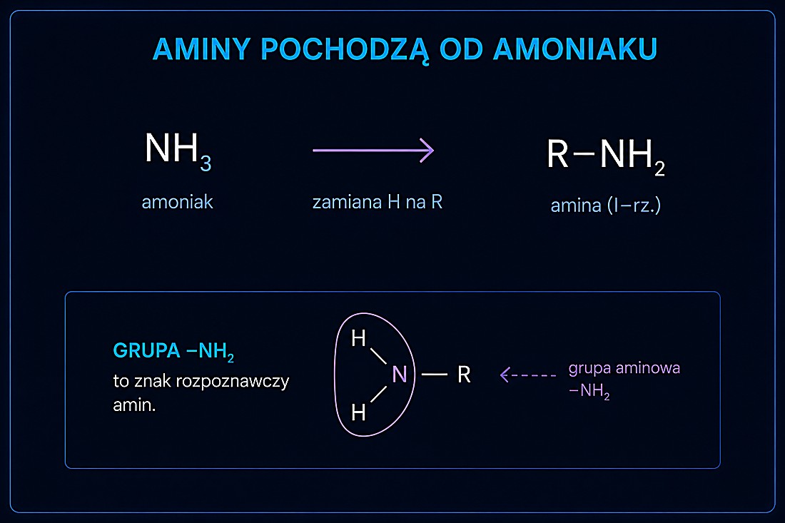 Aminy pochodzą od amoniaku — zamiana atomu H na grupę R daje aminę; grupa –NH₂ to znak rozpoznawczy amin