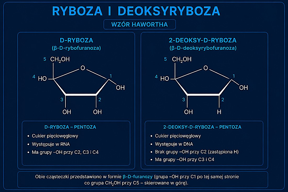 Ryboza (w RNA) i 2-deoksyryboza (w DNA) — wzór Hawortha; różnica: grupa –OH na C2 (ryboza) vs –H (deoksyryboza)
